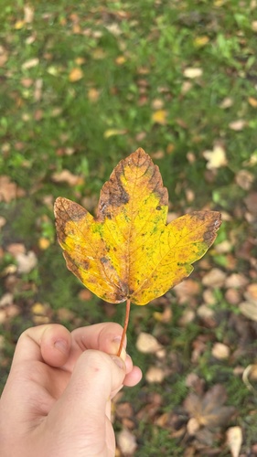 sycamore maple