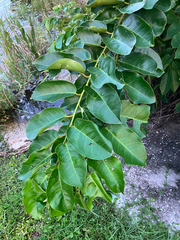 Annona glabra