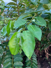 Annona glabra, photograph author not stated, no rights reserved