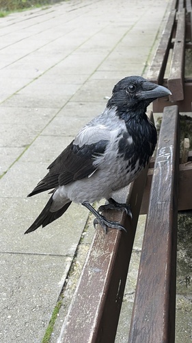 Hooded Crow