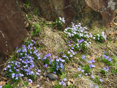 Viola pedata, photograph (c) Patrick Comins, some rights reserved (CC BY)