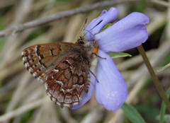 Viola pedata, photograph (c) Patrick Comins, some rights reserved (CC BY)