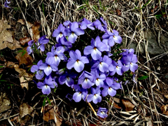 Viola pedata, photograph (c) Patrick Comins, some rights reserved (CC BY)