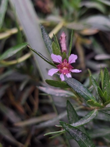 Cuphea fruticosa, photograph 4
