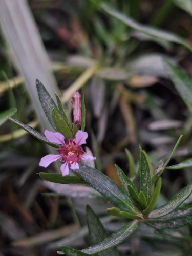 Cuphea fruticosa, photograph 5