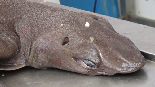 Leafscale Gulper Shark