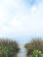 Schoenoplectus californicus