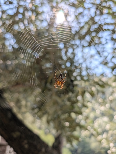 Cross Orbweaver
