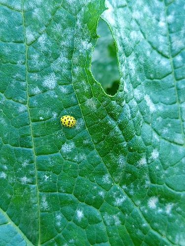 22-spot Ladybird