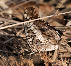 Charaxes achaemenes achaemenes