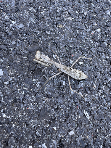 Carolina Mantis