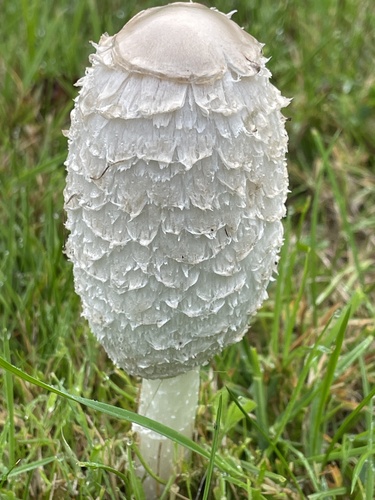 Shaggy Mane
