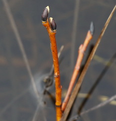 Salix fuscescens