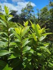 Wikstroemia oahuensis