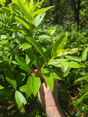 Wikstroemia oahuensis, photograph 2
