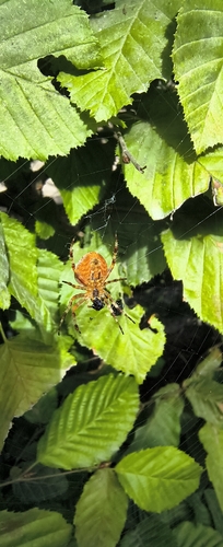 Cross Orbweaver