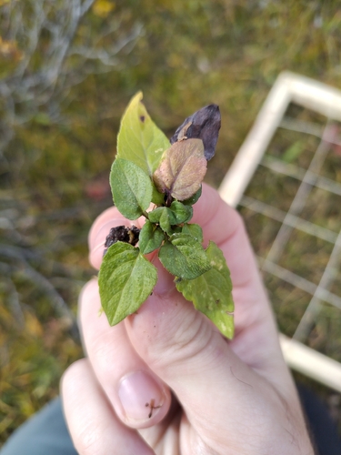 common selfheal