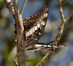 Charaxes achaemenes achaemenes