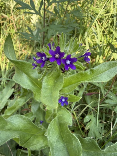 common alkanet
