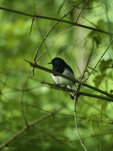 Oriental Magpie-Robin