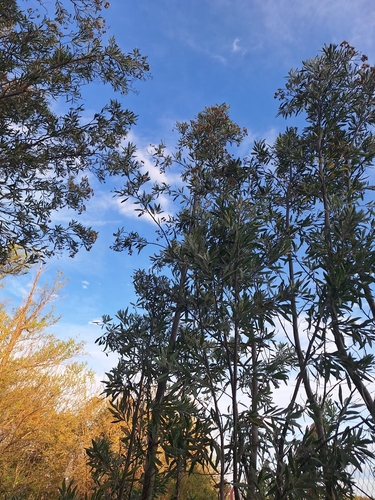 Tessaria integrifolia