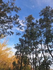 Tessaria integrifolia