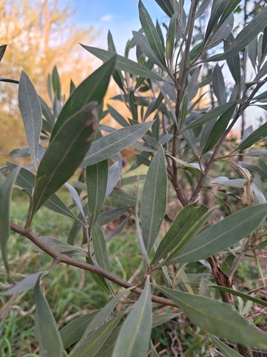 Tessaria integrifolia, photograph 2