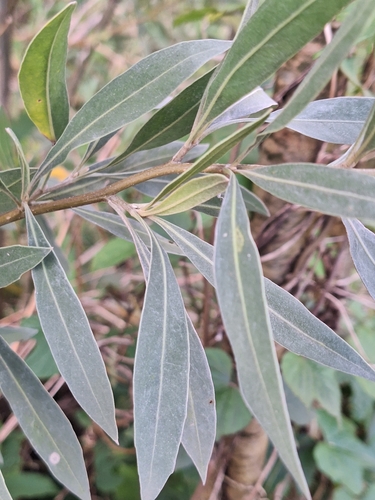 Tessaria integrifolia, photograph 3