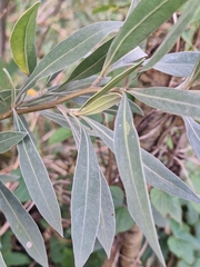 Tessaria integrifolia, photograph (c) Rocío Esmeralda Pose, some rights reserved (CC BY)