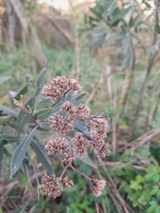 Tessaria integrifolia, photograph (c) Rocío Esmeralda Pose, some rights reserved (CC BY)