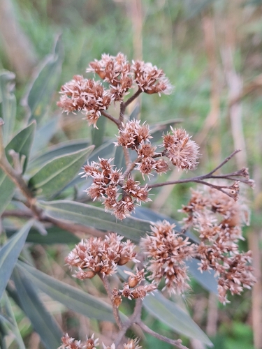 Tessaria integrifolia, photograph 5
