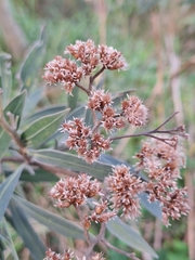 Tessaria integrifolia, photograph (c) Rocío Esmeralda Pose, some rights reserved (CC BY)