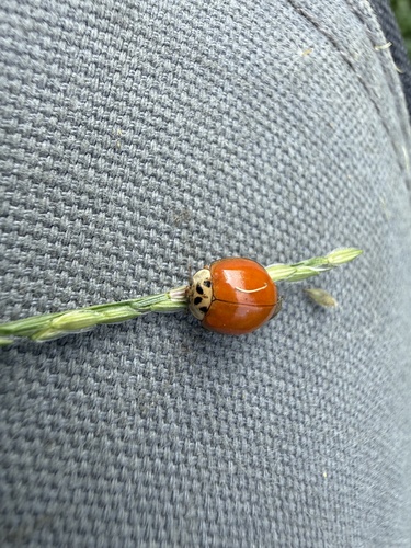Asian Lady Beetle