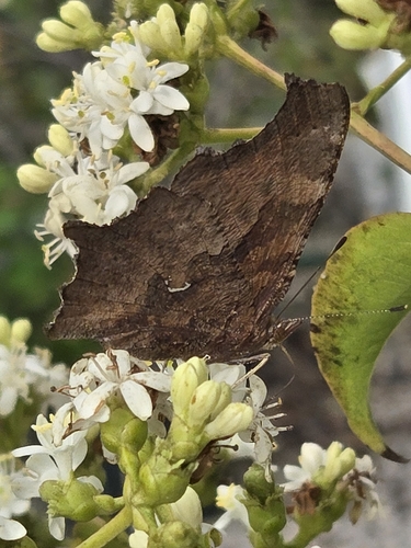Eastern Comma