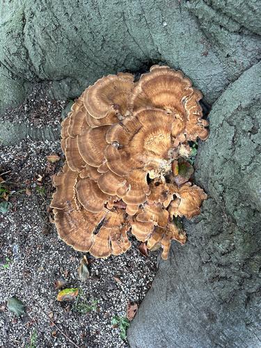 Giant Polypore