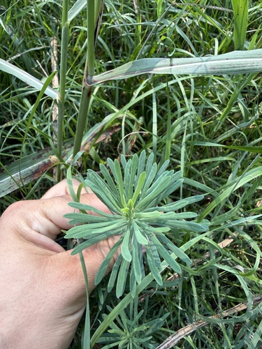 cypress spurge