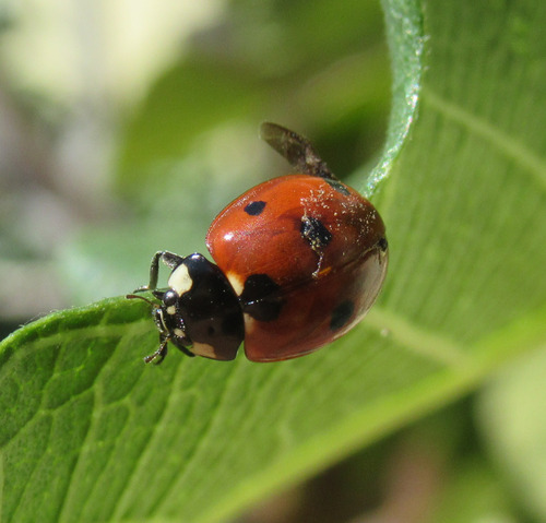 Seven-spotted Lady Beetle