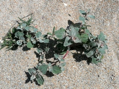 Atriplex laciniata