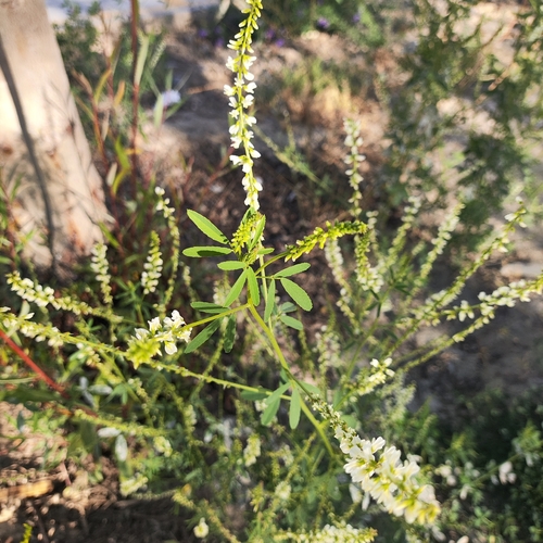 White Sweetclover