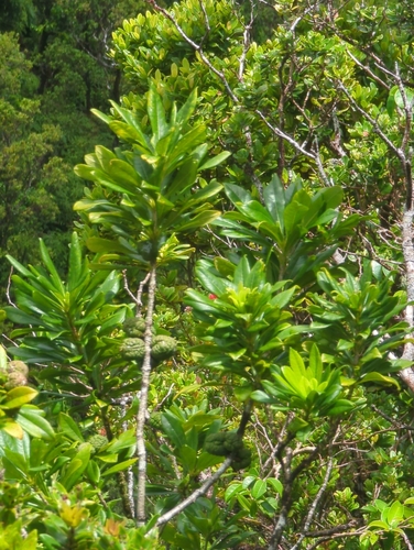 Pittosporum glabrum observed 2026-09-13