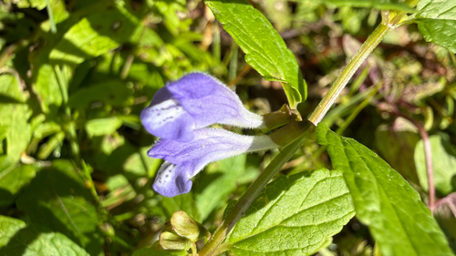 Marsh Skullcap