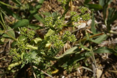 Valerianella muricata