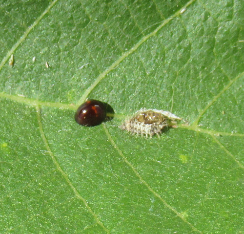 Heather Ladybird