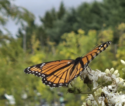 Viceroy