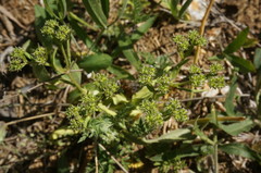 Valerianella muricata