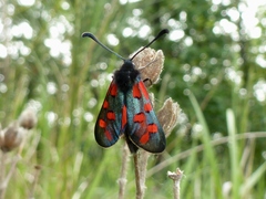 Zygaena oxytropis