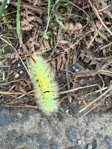 Pale Tussock Moth