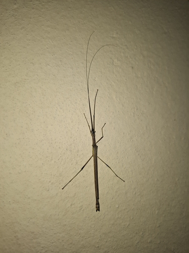 Paraphasma sooretama