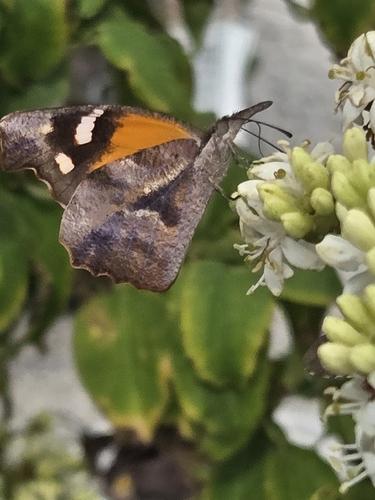 American Snout