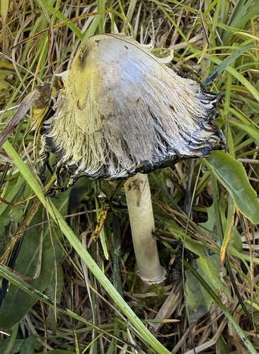Shaggy Mane